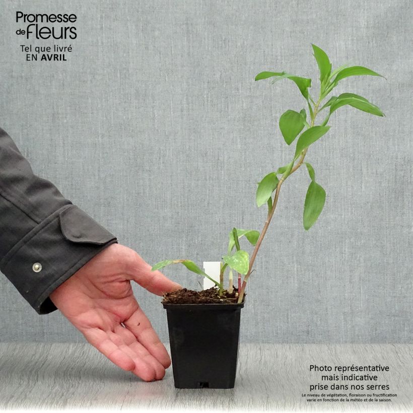 Spécimen de Alstroémère haute Majestics Chinon - Lys des Incas Godet de 8/9 cm tel que livré au printemps