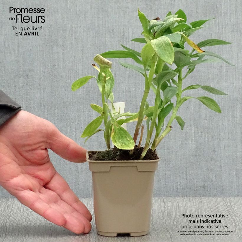 Spécimen de Alstroémère haute Majestics Fougeré - Lys des Incas Godet de 8/9 cm tel que livré au printemps