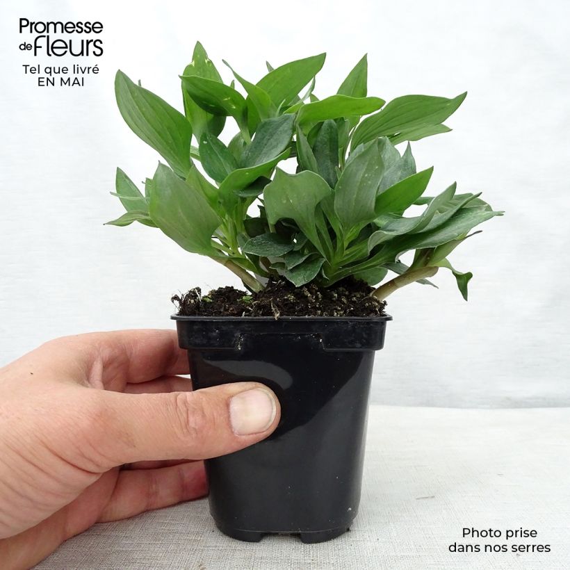 Example of Alstroemère naine Pitchounes Gaspard - Lys des Incas Godet de 8/9 cm as you get in printemps