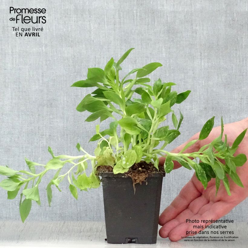 Example of Alstroemère naine Pitchounes Lucas - Lys des Incas Godet de 8/9 cm as you get in printemps