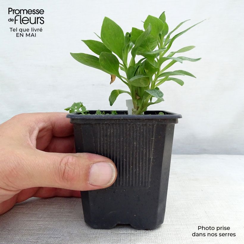 Example of Alstroemère naine Pitchounes Rosie - Lys des Incas Godet de 8/9 cm as you get in printemps