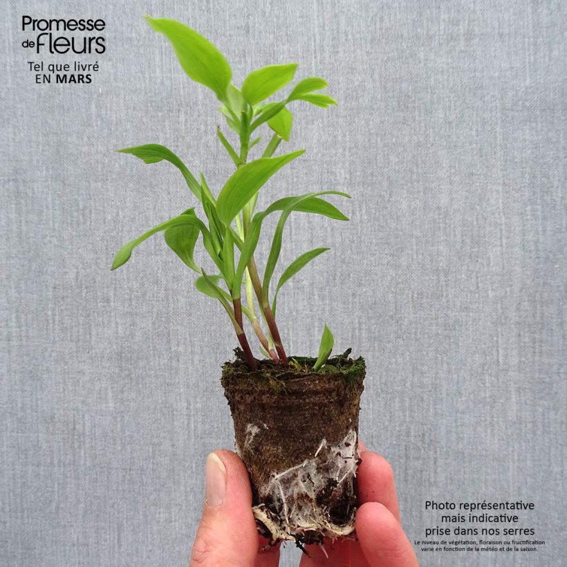 Spécimen de Alstroemeria Garden Summer Pepper - Lis des Incas Motte 4 cm x 4,5 cm, Plant vert de 3 à 5 cm de haut tel que livré au printemps