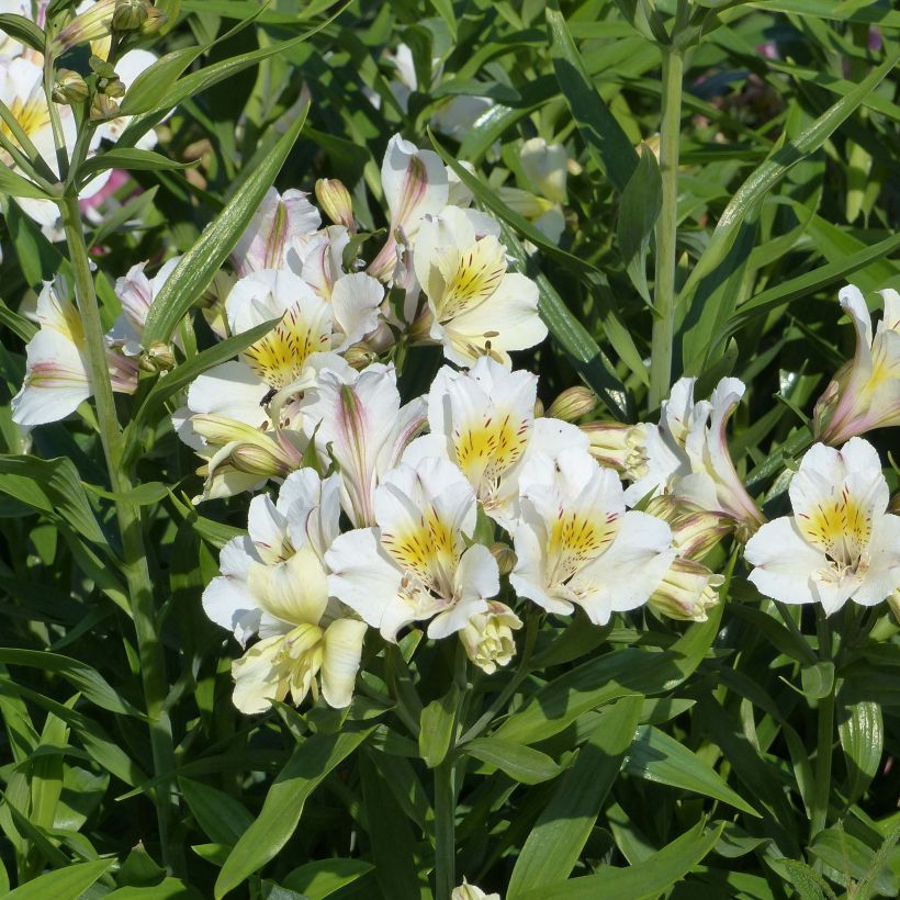 Alstroemeria Garden Summer Sky - Lis des Incas (Flowering)
