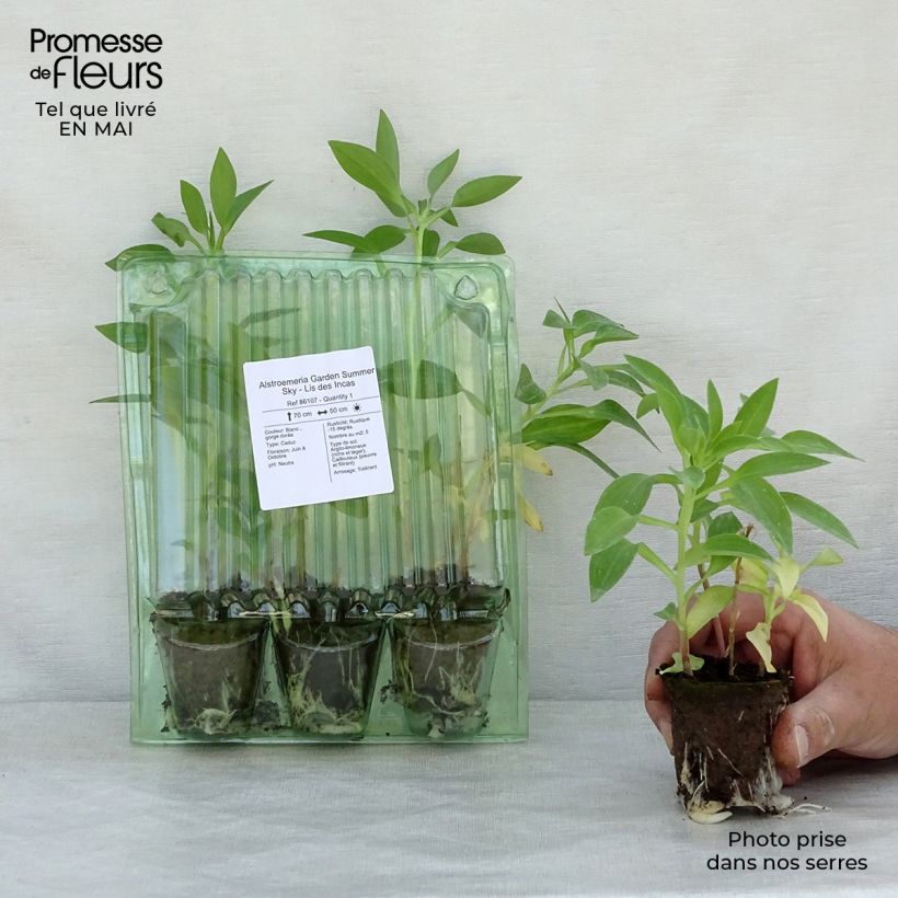 Example of Alstroemeria Garden Summer Sky - Lis des Incas Motte 4 cm x 4,5 cm, Plant vert de 3 à 5 cm de haut as you get in printemps