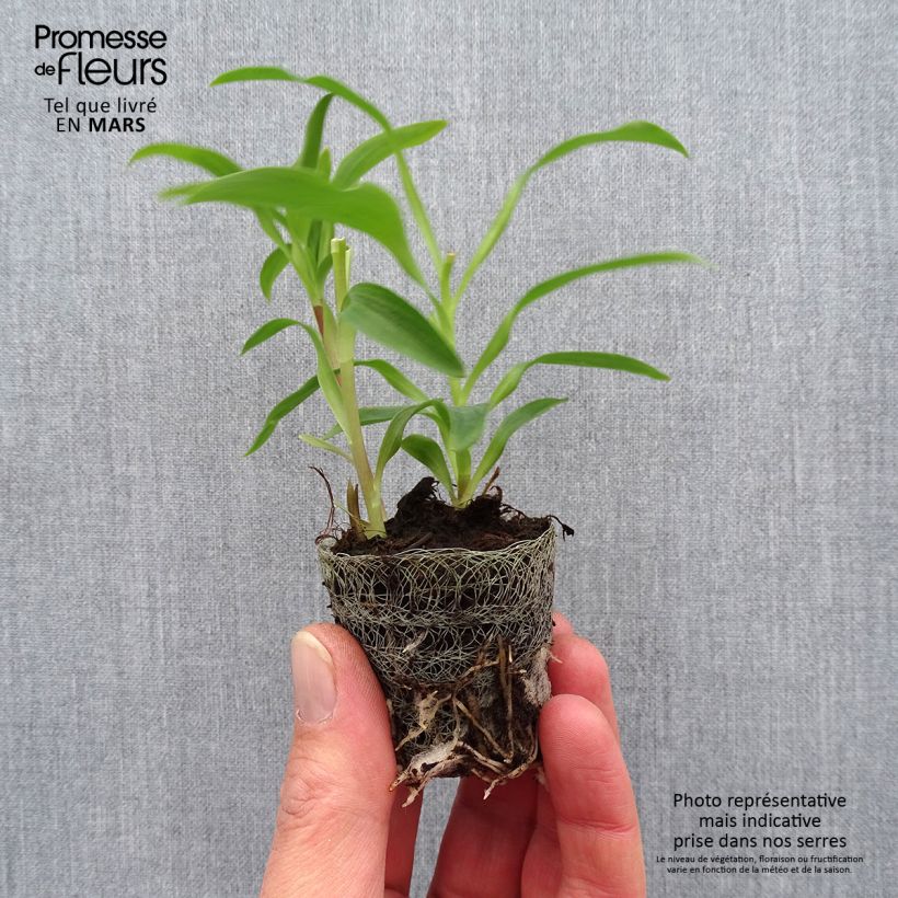 Spécimen de Alstroemeria Garden Summer Snow - Lis des Incas Motte 4 cm x 4,5 cm tel que livré au printemps