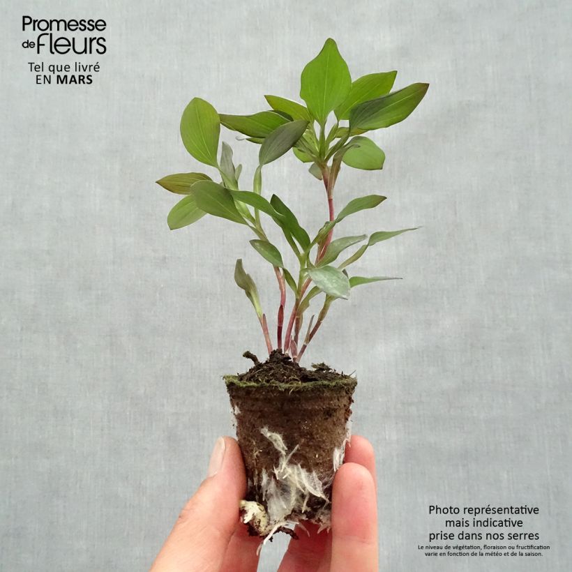 Spécimen de Alstroemeria Indian Summer - Lis des Incas Motte 4 cm x 4,5 cm, Jeune plant en mini-motte d'environ 3-5 cm de haut tel que livré au printemps