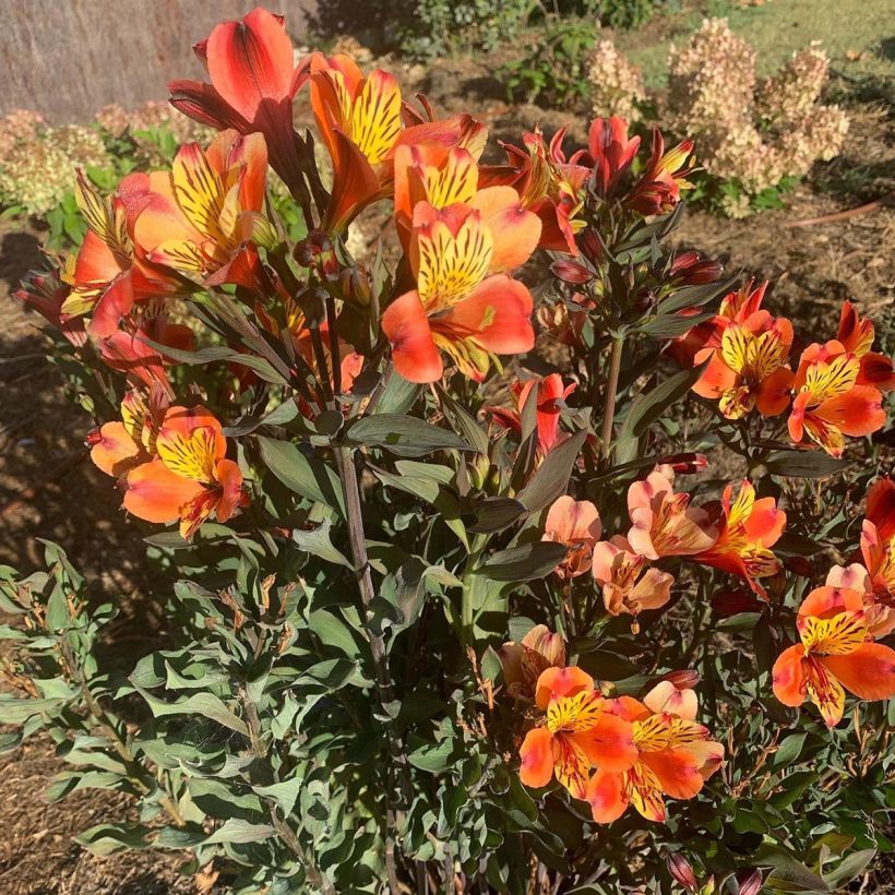 Alstroemeria Indian Summer - Lis des Incas (Port)