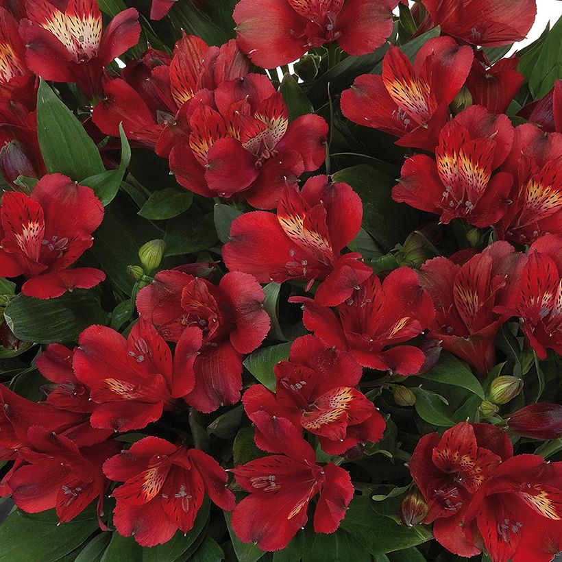 Alstroemeria Inticancha Doba - Lis des Incas (Floraison)