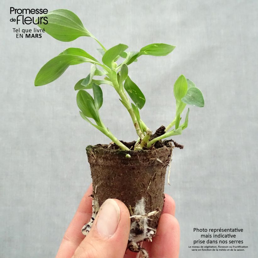 Spécimen de Alstroemeria Inticancha Red ou Valentino - Lis des Incas Motte 4 cm x 4,5 cm, Livré en plant vert de 5 à 10 cm de hauteur tel que livré au printemps