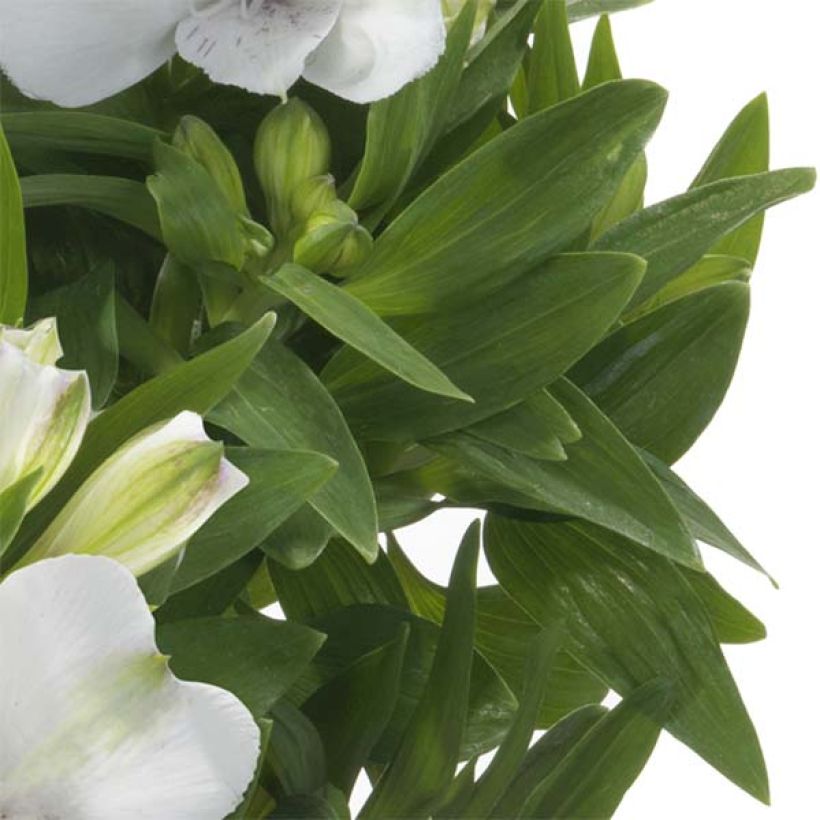Alstroemeria Times Valley - Lis des Incas (Feuillage)