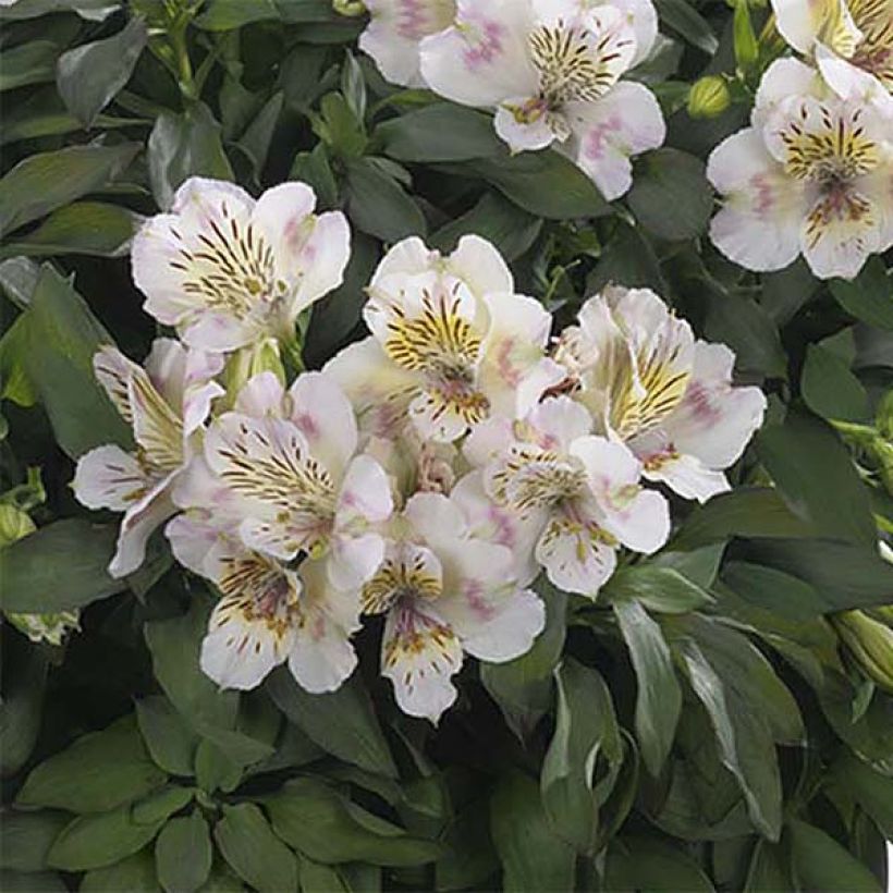 Alstroemeria Times Valley - Lis des Incas (Floraison)