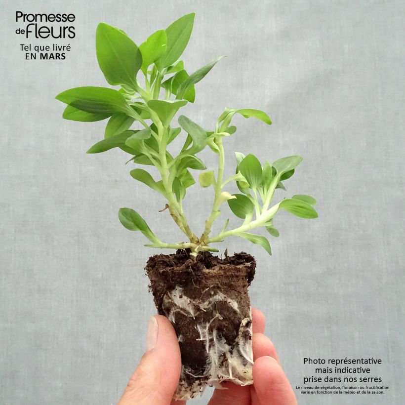 Spécimen de Alstroemeria Inticancha Sun Malaga - Lis des Incas Motte 4 cm x 4,5 cm tel que livré au printemps