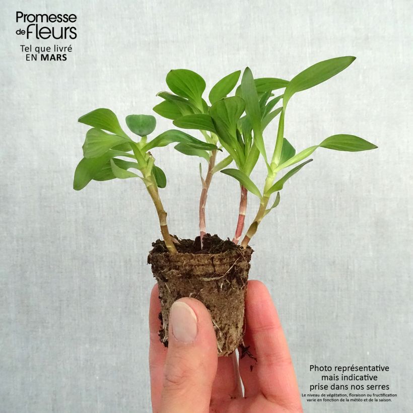 Spécimen de Alstroemeria Inticancha White Pink Blush - Lis des Incas Motte 4 cm x 4,5 cm, Plant vert de 5 à 10 cm de hauteur tel que livré au printemps