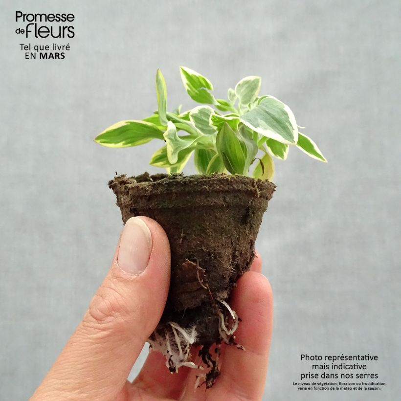 Spécimen de Alstroemeria River Valley - Lys des Incas Motte 4 cm x 4,5 cm tel que livré au printemps