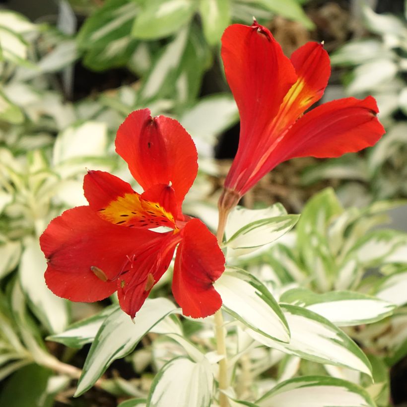 Alstroemeria Rock'n roll - Lis des Incas (Floraison)