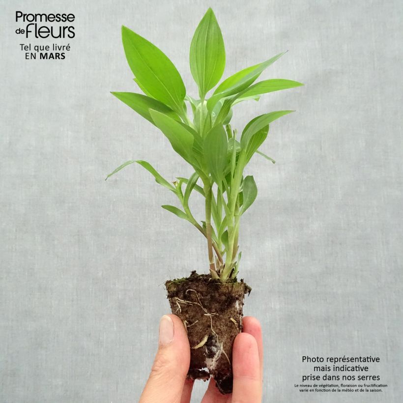 Spécimen de Alstroemeria Summer Break - Lys des Incas Motte 4 cm x 4,5 cm, Jeune plant en mini-motte d'environ 3-5 cm de haut tel que livré au printemps