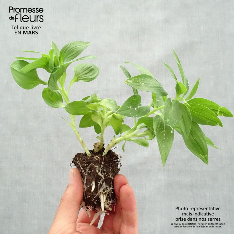 Spécimen de Alstroemeria Times Valley - Lis des Incas Motte 4 cm x 4,5 cm, Jeune plant en mini-motte d'environ 3-5 cm de haut tel que livré au printemps