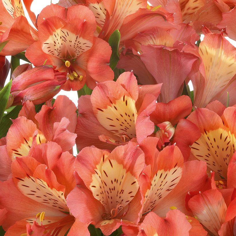 Alstroemeria Valley Girl - Lis des Incas (Floraison)