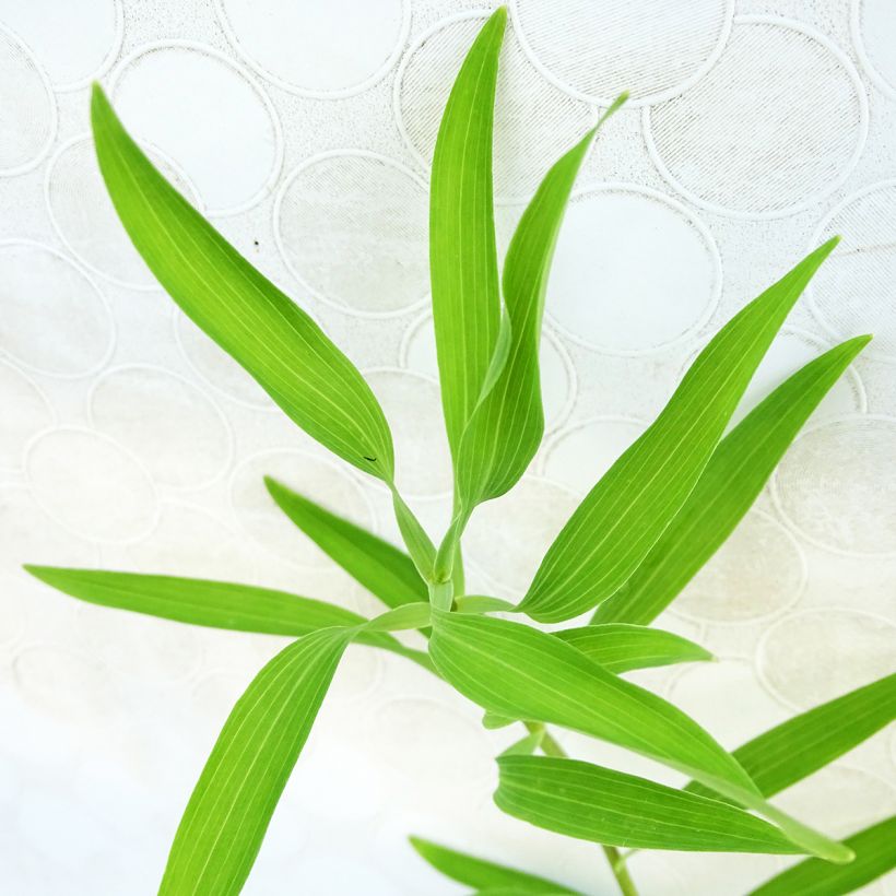 Alstroemeria aurea Orange King - Lys des Incas (Foliage)