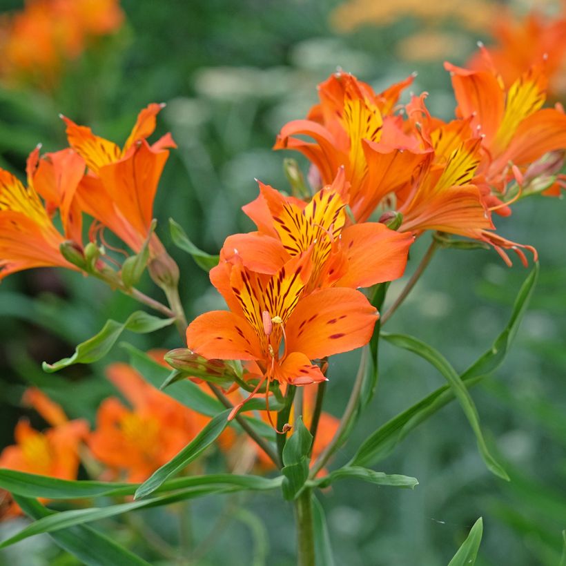 Alstroemeria aurea Orange King - Lys des Incas (Flowering)
