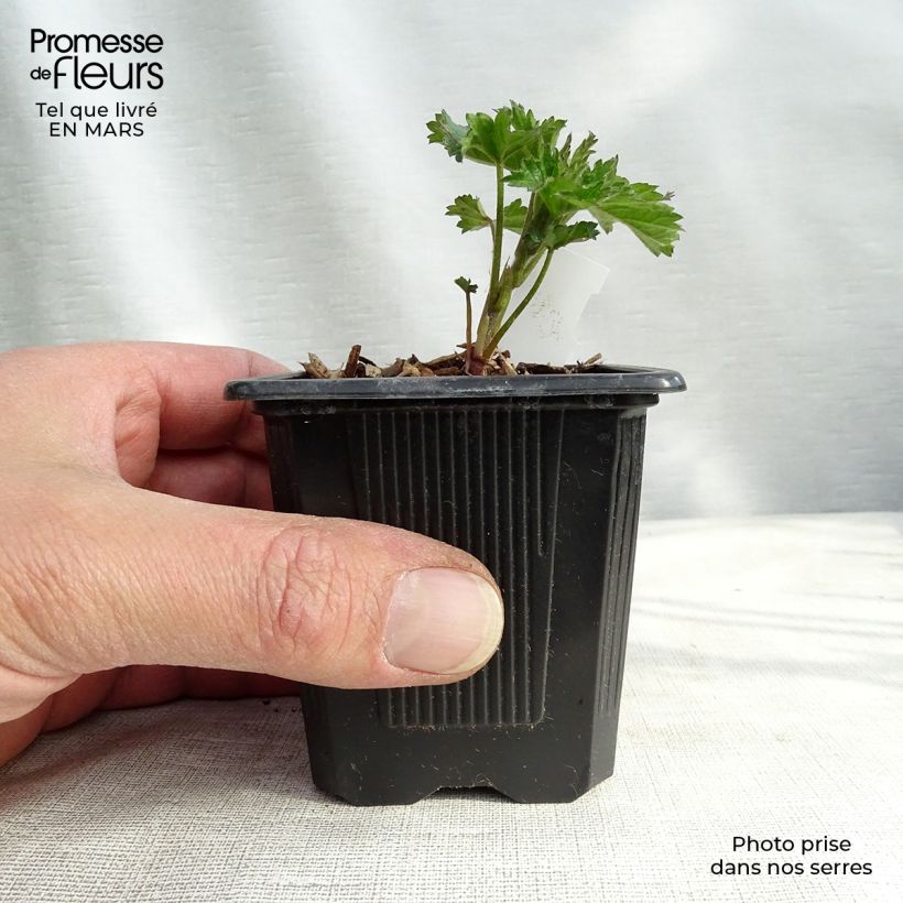 Spécimen de Althaea cannabina - Guimauve faux-chanvre Godet de 8/9 cm tel que livré au printemps