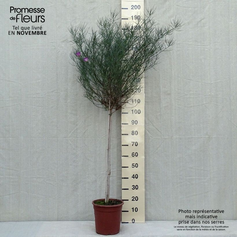 Spécimen de Alyogyne hakeifolia Melissa Anne - Hibiscus bleu d'Australie Demi-tige Pot de 7,5L/10L, Demie-Tige 80 cm tel que livré en automne