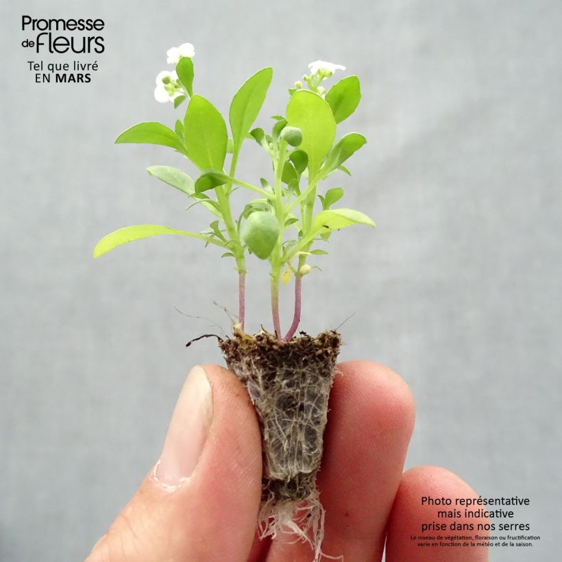 Example of Alysse Snow Crystals - Lobularia maritima Minimotte : motte 2,2 cm x 2 cm en plaque de culture par 35 as you get in printemps