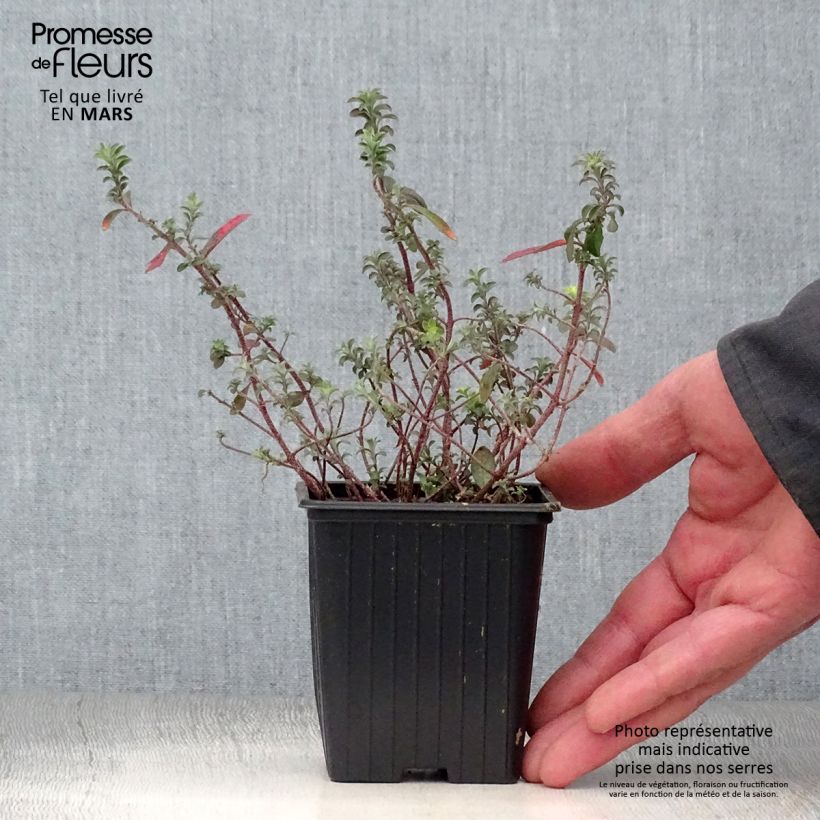 Spécimen de Alyssum argenteum - Alysson argenté Godet de 7/8 cm tel que livré au printemps