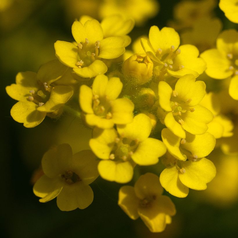 Alyssum saxatile Compactum - Corbeille d'Or (Flowering)