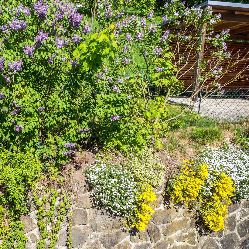 Alyssum saxatile Goldkugel - Corbeille d'Or à fleurs jaunes (Port)