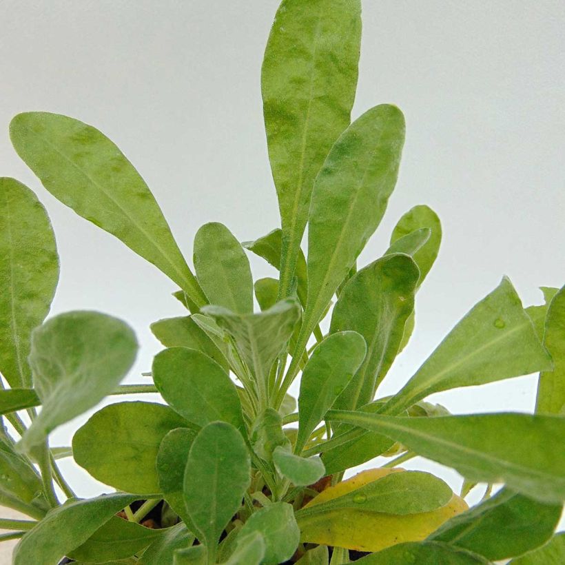 Alyssum saxatile Goldkugel - Corbeille d'Or à fleurs jaunes (Feuillage)