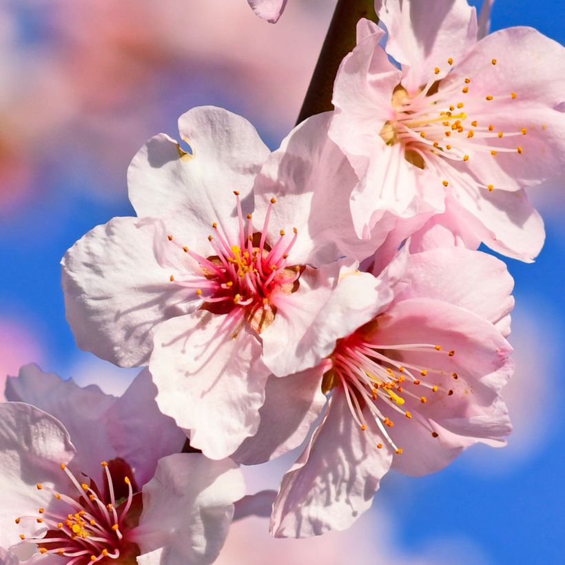 Amandier commun - Prunus dulcis (Flowering)