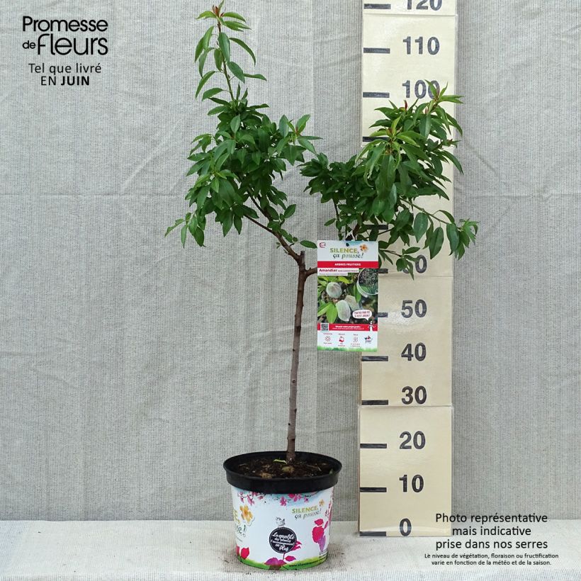 Spécimen de Amandier nain Garden Prince Pot de 6L/7L, 1/4 de tige, Tige de 40 cm tel que livré au printemps