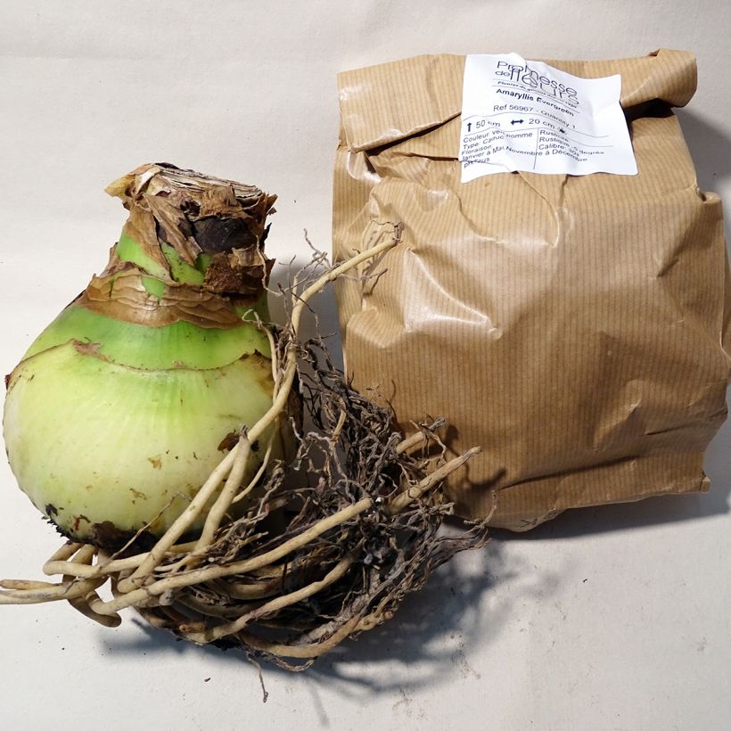 Exemple de spécimen de Amaryllis Evergreen Bulbe calibre 30/32 tel que livré