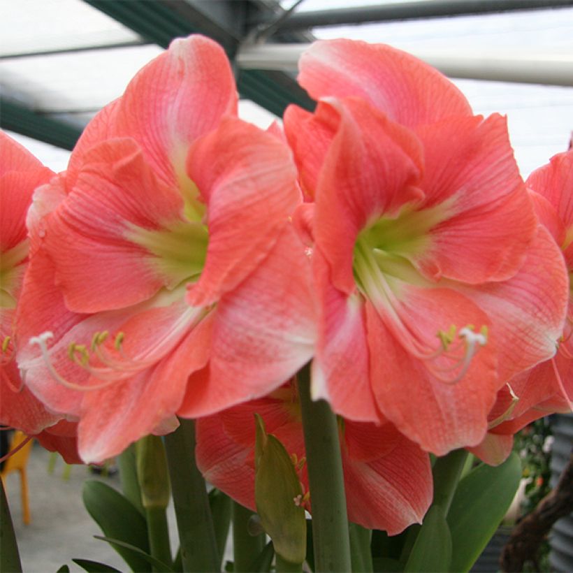 Amaryllis Rosalie (Floraison)