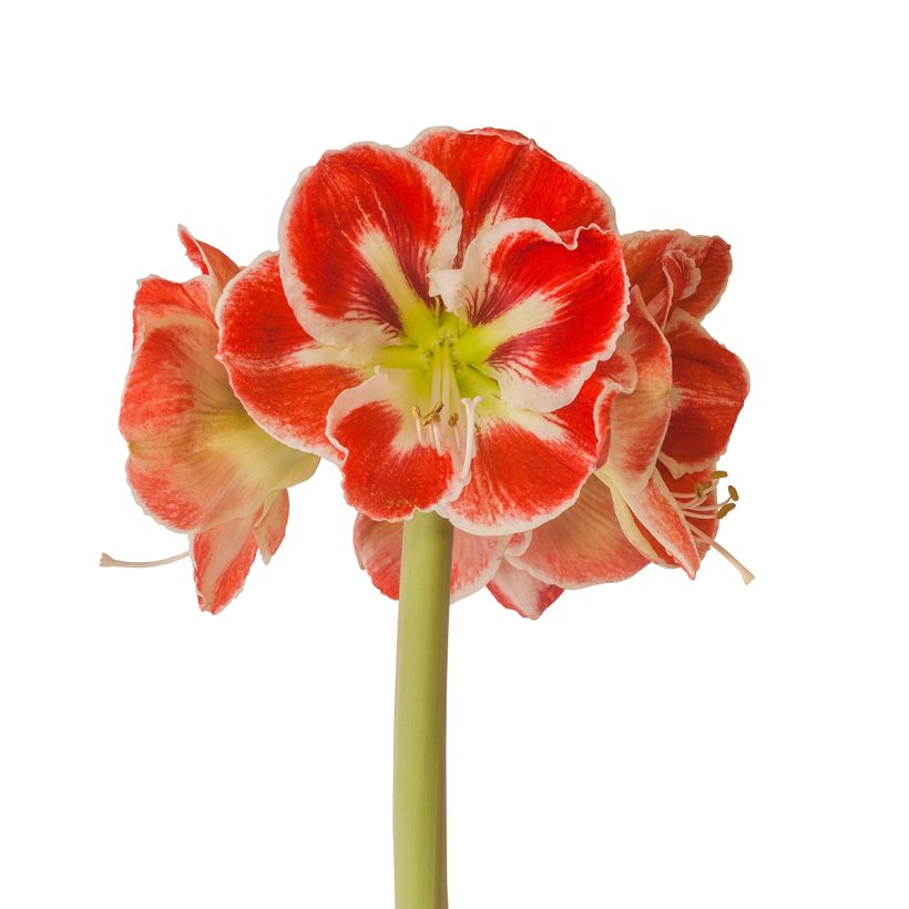 Amaryllis Samba (Floraison)