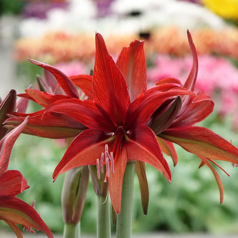 Amaryllis Cybester Bogota  (Floraison)