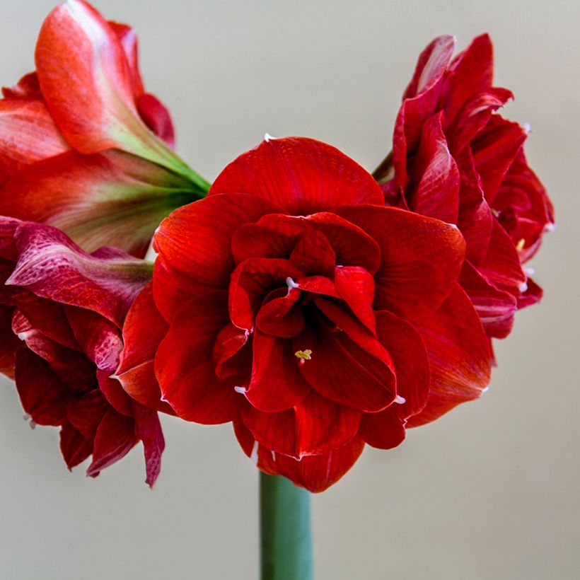 Amaryllis Double Dragon (Floraison)