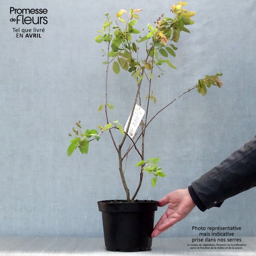 Spécimen de Amelanchier Ballerina Pot de 3L/4L tel que livré au printemps