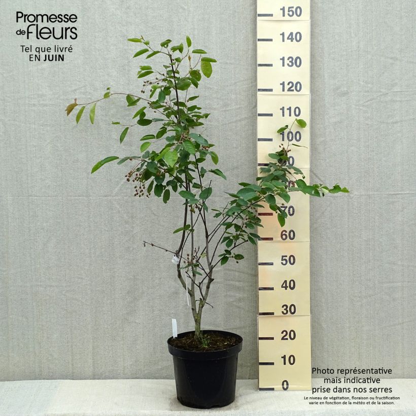 Spécimen de Amelanchier Ballerina Pot de 7,5L/10L tel que livré au printemps