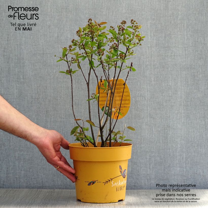 Spécimen de Amelanchier alnifolia Saskatoon Berry Pot de 4L/5L tel que livré au printemps