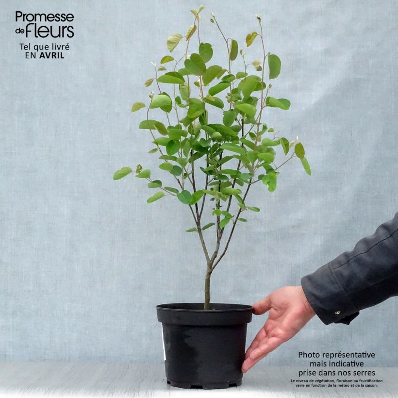 Spécimen de Amélanchier en épis - Amelanchier spicata Pot de 3L/4L tel que livré au printemps
