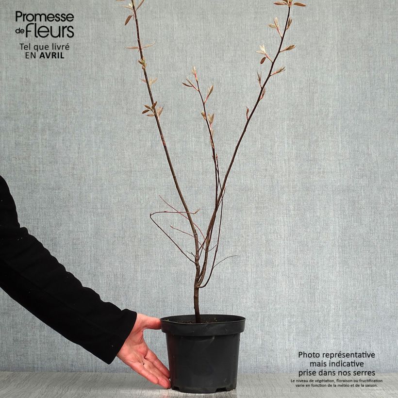 Spécimen de Amelanchier lamarckii - Amélanchier de Lamarck Pot de 3L/4L tel que livré au printemps