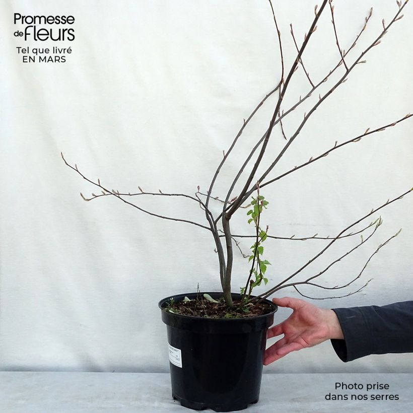 Spécimen de Amelanchier lamarckii - Amélanchier de Lamarck Pot de 7,5L/10L tel que livré au printemps