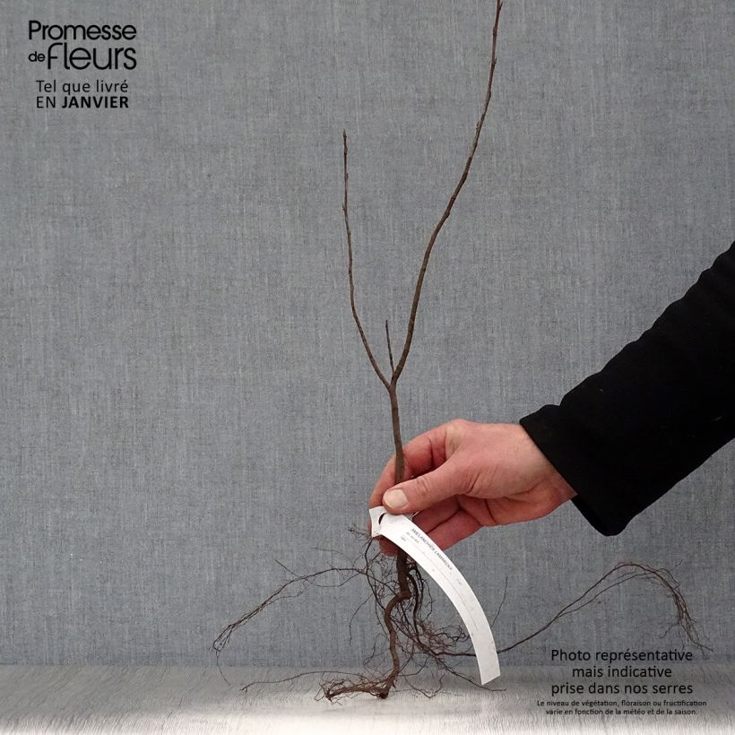 Spécimen de Amelanchier lamarckii - Amélanchier de Lamarck Racines nues tel que livré en hiver