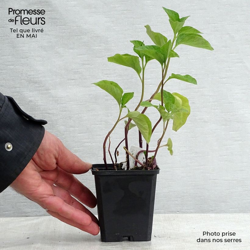 Spécimen de Amour en cage - Physalis franchetii Godet de 8/9 cm tel que livré au printemps