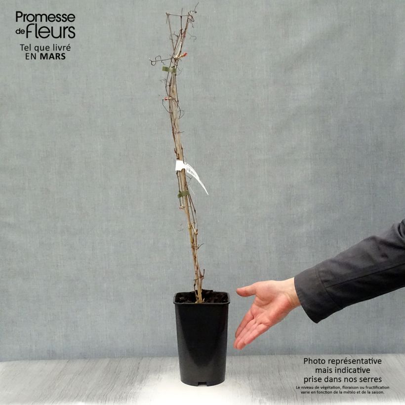 Example of Ampelopsis aconitifolia - Vigne vierge à feuilles d'aconit Pot de 2L/3L as you get in printemps