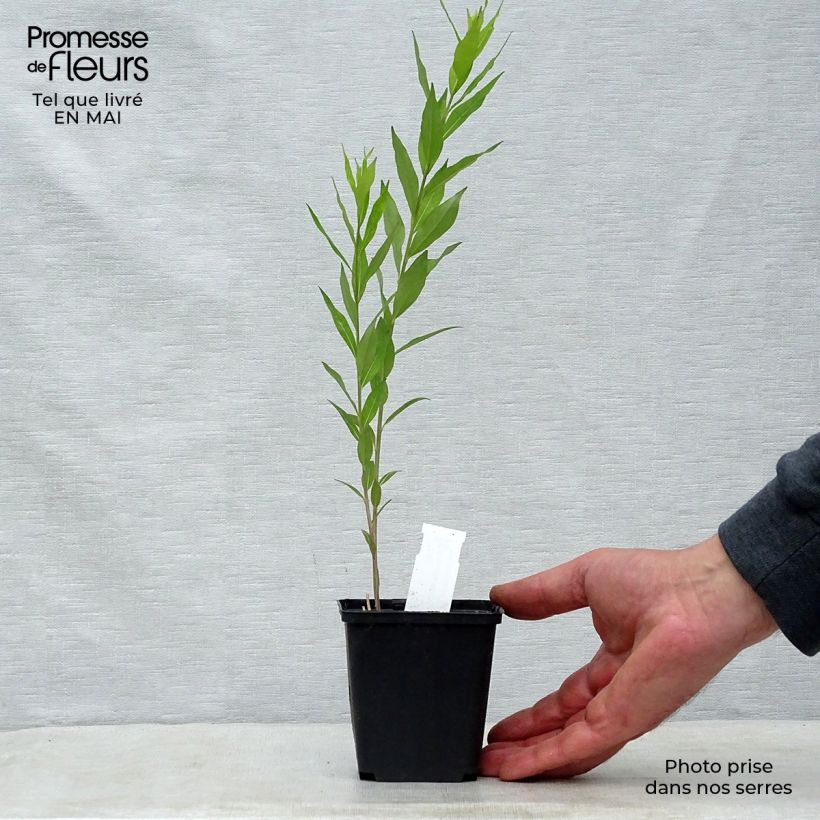 Spécimen de Amsonia tabernaemontana var. salicifolia Godet de 8/9 cm tel que livré au printemps