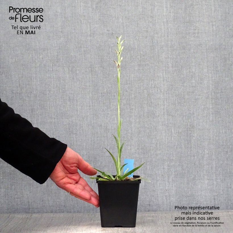 Example of Anacamptis sancta, Orchis sacré - Orchidée vivace Pot de 1,5L/2L as you get in printemps