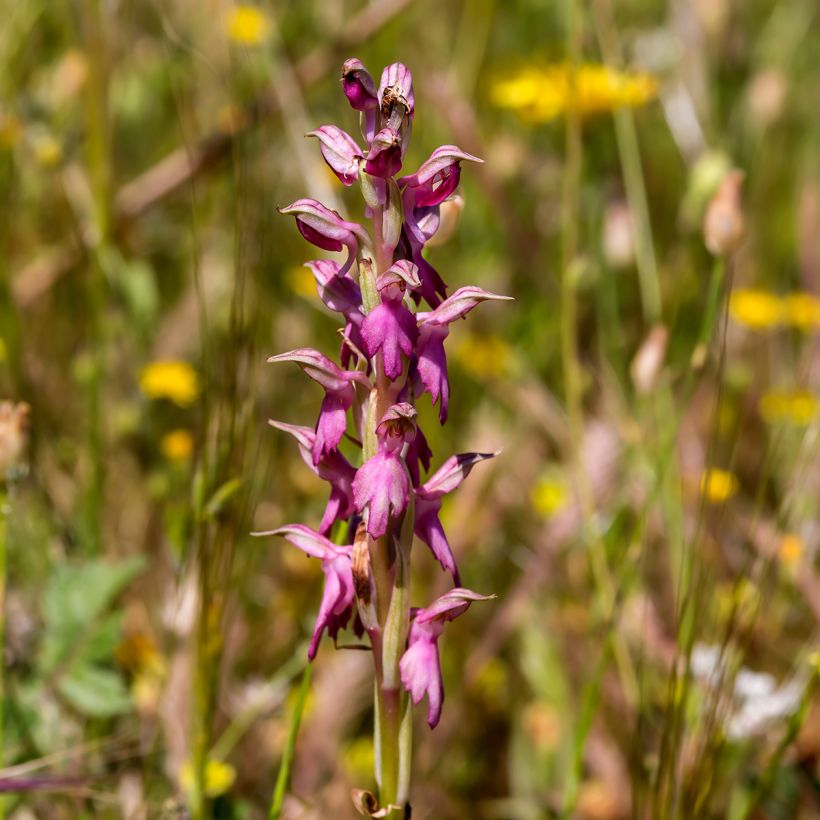 Anacamptis sancta, Orchis sacré - Orchidée vivace (Flowering)